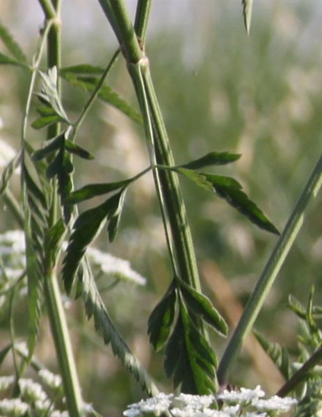 Torilis arvensis sl. / Lappolina canaria